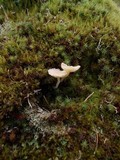 Lichenomphalia hudsoniana image
