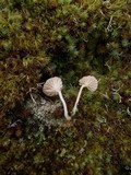 Lichenomphalia hudsoniana image