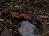 Laccaria bicolor image