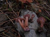 Laccaria bicolor image