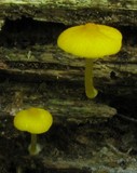 Pluteus chrysophlebius image