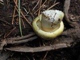 Tricholoma saponaceum image