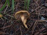 Image of Chroogomphus sibiricus