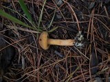Chroogomphus sibiricus image