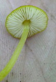 Pluteus chrysophlebius image
