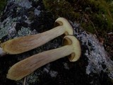 Boletus subtomentosus image