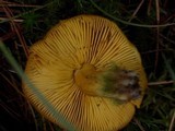 Tricholomopsis decora image