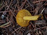 Tricholomopsis decora image