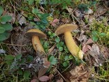 Suillus punctipes image