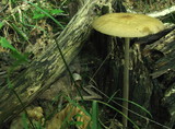 Hymenopellis furfuracea image