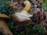 Suillus punctipes image