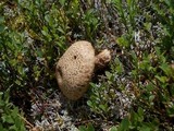 Suillus spraguei image