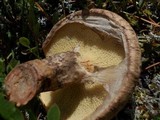 Suillus spraguei image