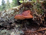 Lactarius rufus image