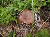 Lactarius rufus image