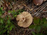 Lactarius rufus image