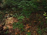 Cantharellus lateritius image