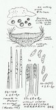 Hyaloscypha herbarum image