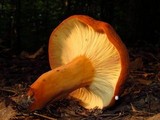 Lactarius volemus image