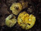 Russula earlei image