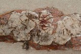 Stereum rugosum image