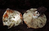 Russula dissimulans image