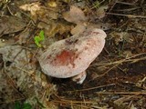 Lactarius corrugis image