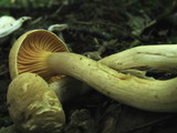 Cantharellus appalachiensis image