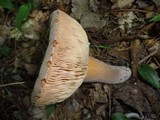 Lactarius corrugis image