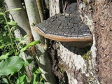 Phellinus igniarius image