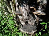 Phellinus igniarius image