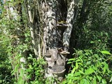 Phellinus igniarius image