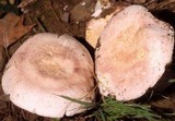 Russula flavisiccans image