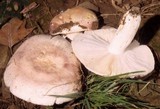 Russula flavisiccans image