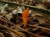 Calocera viscosa image