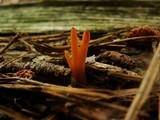 Calocera viscosa image