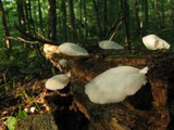 Crepidotus applanatus image