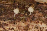 Mycena corynephora image