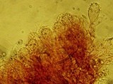 Mycena corynephora image