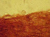 Mycena corynephora image
