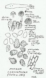 Mycena corynephora image