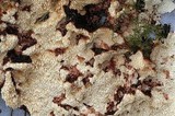 Steccherinum ochraceum image