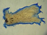 Steccherinum ochraceum image