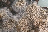 Steccherinum ciliolatum image