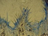 Steccherinum ciliolatum image