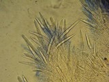Steccherinum ciliolatum image