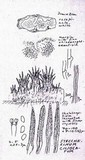 Steccherinum ciliolatum image