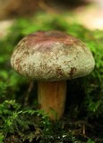 Lactarius corrugis image