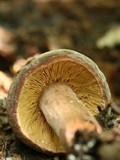 Lactarius corrugis image