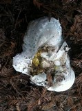 Calvatia pachyderma image